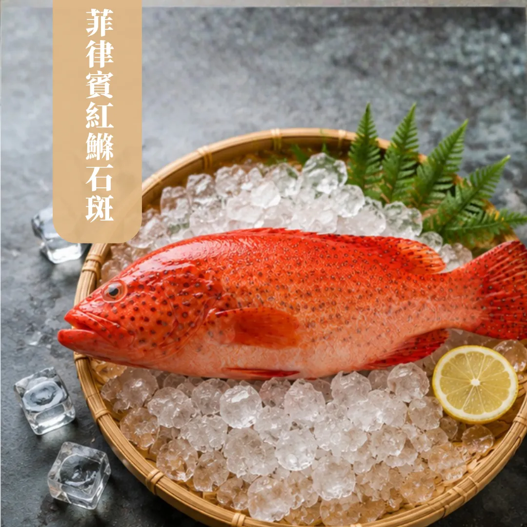 菲律賓紅鰷石斑