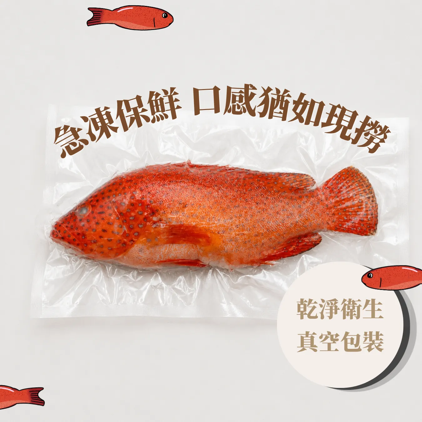 菲律賓紅鰷石斑